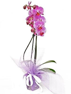  Zonguldak cicekciler , cicek siparisi  Kaliteli ithal saksida orkide