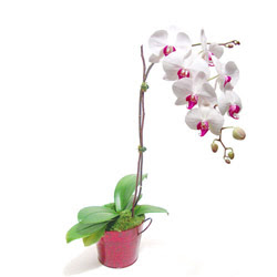  Zonguldak iek gnderme  Saksida orkide