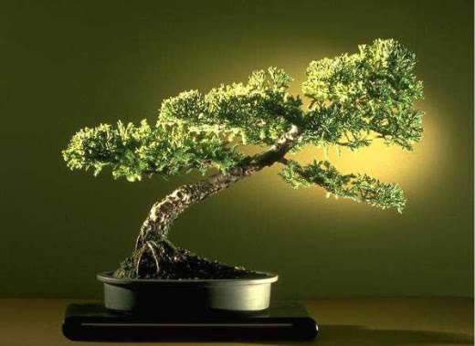 ithal bonsai saksi iegi  Zonguldak nternetten iek siparii 
