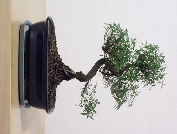 ithal bonsai saksi iegi  Zonguldak iek siparii vermek 