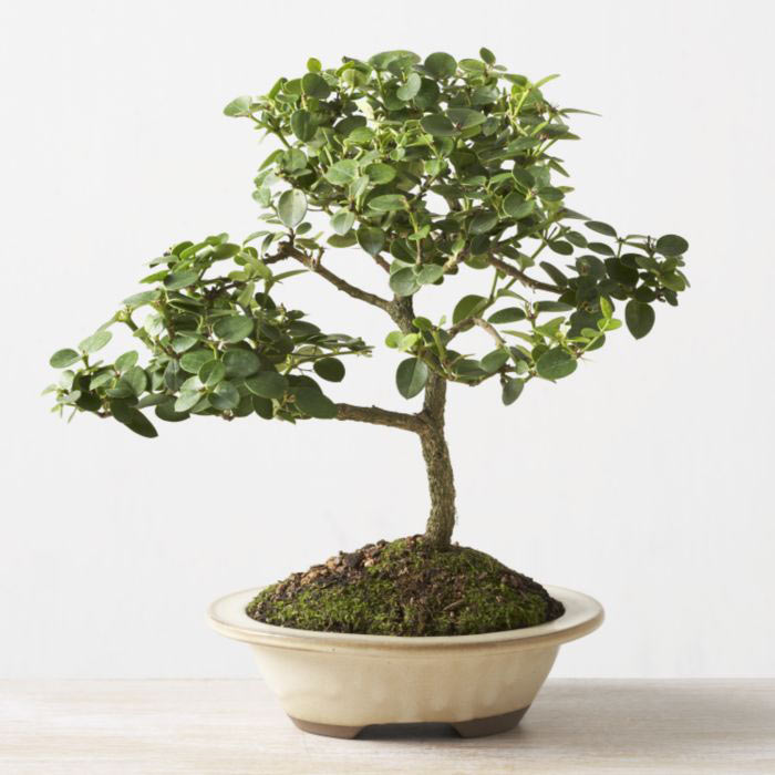 ithal bonsai saksi iegi  Zonguldak iek online iek siparii 