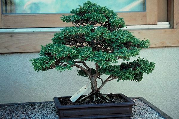 ithal bonsai saksi iegi  Zonguldak 14 ubat sevgililer gn iek 