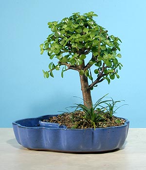 ithal bonsai saksi iegi  Zonguldak iekiler 