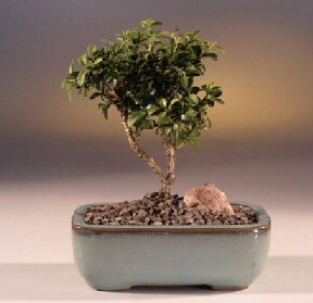  Zonguldak iek yolla  ithal bonsai saksi iegi  Zonguldak internetten iek sat 
