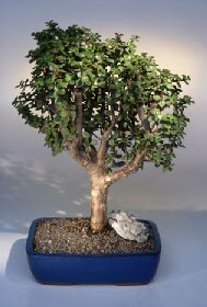  Zonguldak iek gnderme  ithal bonsai saksi iegi  Zonguldak iekiler 