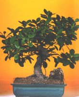  Zonguldak ucuz iek gnder  ithal bonsai saksi iegi  Zonguldak internetten iek siparii 