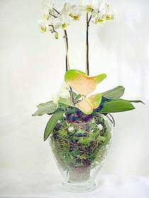  Zonguldak iek sat  Cam yada mika vazoda zel orkideler