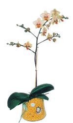  Zonguldak online iek gnderme sipari  Phalaenopsis Orkide ithal kalite