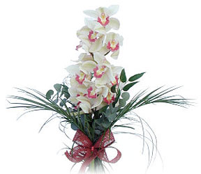  Zonguldak iek siparii sitesi  Dal orkide ithal iyi kalite