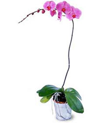  Zonguldak anneler gn iek yolla  Orkide ithal kaliteli orkide 