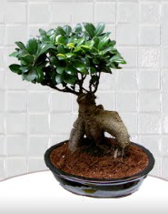 saks iei japon aac bonsai  Zonguldak kaliteli taze ve ucuz iekler 