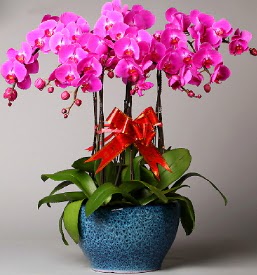 7 dall mor orkide  Zonguldak iek online iek siparii 