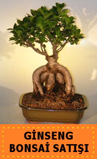 Ginseng bonsai sat japon aac  Zonguldak cicek , cicekci 