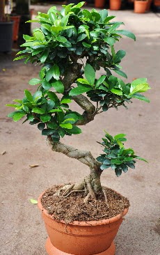 Orta boy bonsai saks bitkisi  Zonguldak internetten iek siparii 