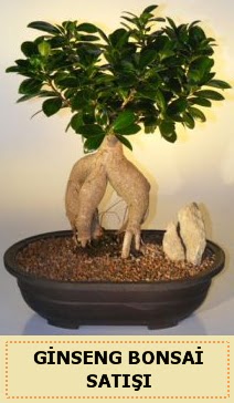 thal Ginseng bonsai sat japon aac  Zonguldak iek siparii sitesi 