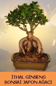 thal japon aac ginseng bonsai sat  Zonguldak ieki maazas 