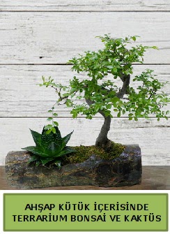 Ahap ktk bonsai kakts teraryum  Zonguldak internetten iek siparii 