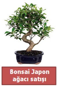 Japon aac bonsai sat  Zonguldak iek siparii sitesi 