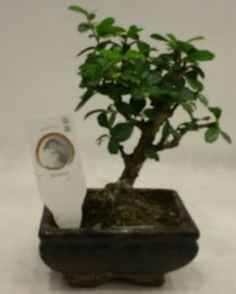 Kk minyatr bonsai japon aac  Zonguldak iek gnderme 