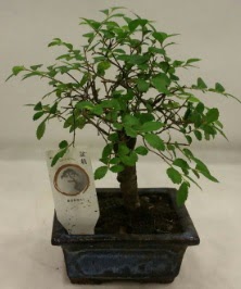 Minyatr ithal japon aac bonsai bitkisi  Zonguldak iek sat 