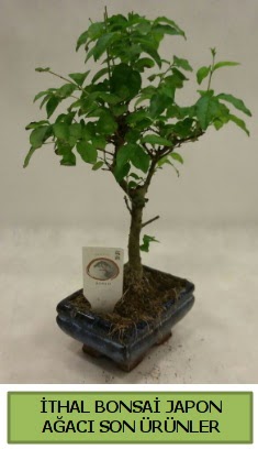 thal bonsai japon aac bitkisi  Zonguldak hediye sevgilime hediye iek 
