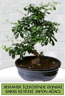 Seramik vazoda bonsai japon aac bitkisi  Zonguldak iek siparii sitesi 