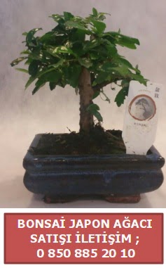 Japon aac minyar bonsai sat  Zonguldak iek sat 