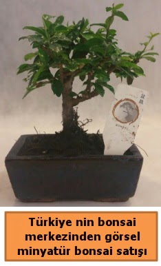 Japon aac bonsai sat ithal grsel  Zonguldak iek yolla 