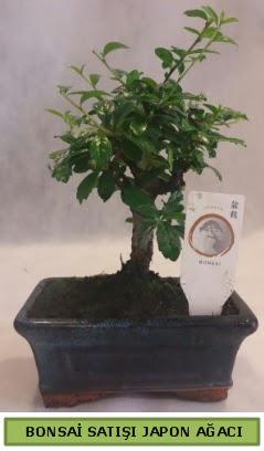 Minyatr bonsai aac sat  Zonguldak iek gnderme 
