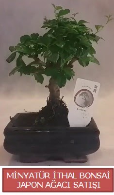 Kk grsel bonsai japon aac bitkisi  Zonguldak iek , ieki , iekilik 