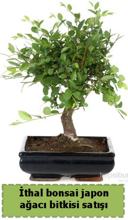 thal bonsai saks iei Japon aac sat  Zonguldak ieki maazas 
