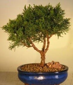 Servi am bonsai japon aac bitkisi  Zonguldak iek yolla 