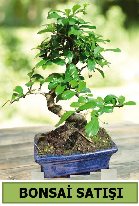 am bonsai japon aac sat  Zonguldak iek sat 