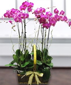 7 dall mor lila orkide  Zonguldak iek gnderme sitemiz gvenlidir 