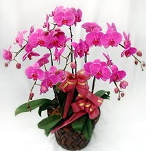 Sepet ierisinde 5 dall lila orkide  Zonguldak ieki telefonlar 