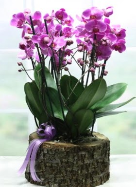 Ktk ierisinde 6 dall mor orkide  Zonguldak ieki telefonlar 
