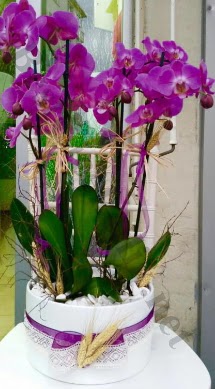 Seramik vazoda 4 dall mor lila orkide  Zonguldak online iek gnderme sipari 