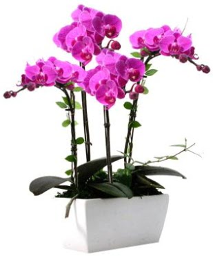 Seramik vazo ierisinde 4 dall mor orkide  Zonguldak iek sat 