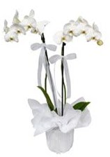 2 dall beyaz orkide  Zonguldak gvenli kaliteli hzl iek 