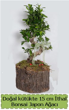 Doal ktkte thal bonsai japon aac  Zonguldak iek gnderme 