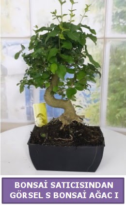 S dal erilii bonsai japon aac  Zonguldak iek sat 