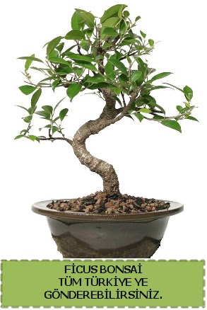 Ficus bonsai  Zonguldak iek gnderme sitemiz gvenlidir 