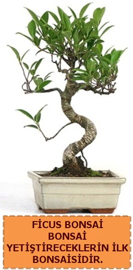 Ficus bonsai 15 ile 25 cm arasndadr  Zonguldak iek yolla 