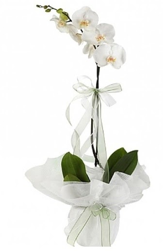 Tekli Beyaz Orkide  Zonguldak hediye iek yolla 
