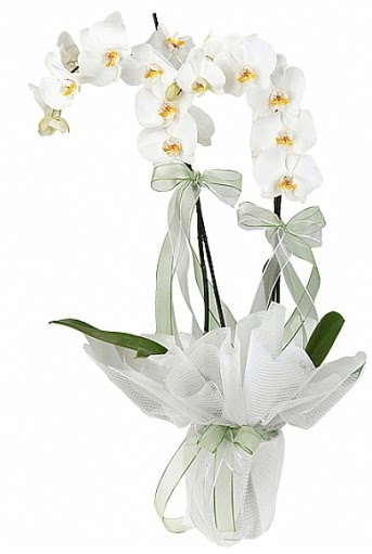ift Dall Beyaz Orkide  Zonguldak cicekciler , cicek siparisi 