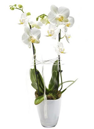 2 dall beyaz seramik beyaz orkide sakss  Zonguldak iek gnderme sitemiz gvenlidir 