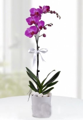 Tek dall saksda mor orkide iei  Zonguldak iekiler 