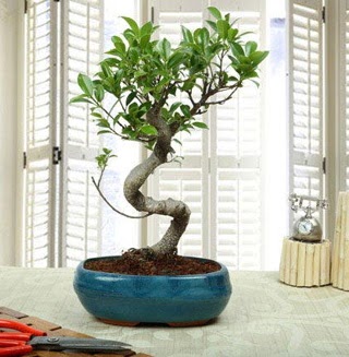 Amazing Bonsai Ficus S thal  Zonguldak internetten iek siparii 