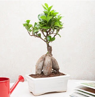 Exotic Ficus Bonsai ginseng  Zonguldak iek servisi , ieki adresleri 