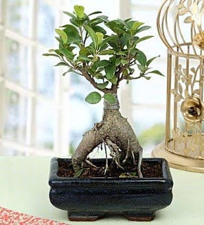 Appealing Ficus Ginseng Bonsai  Zonguldak cicekciler , cicek siparisi 